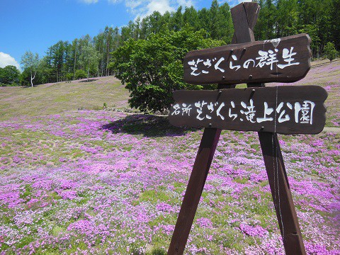 6月2日　滝上町　今日の芝ざくら滝上公園2019・・・18