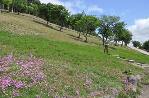 6月9日　滝上町　今日の芝ざくら滝上公園2019・・・最終回