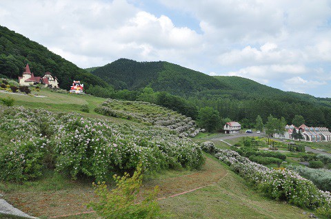 6月30日　滝上町　ハーブガーデン　サクラバラフェア開催されました