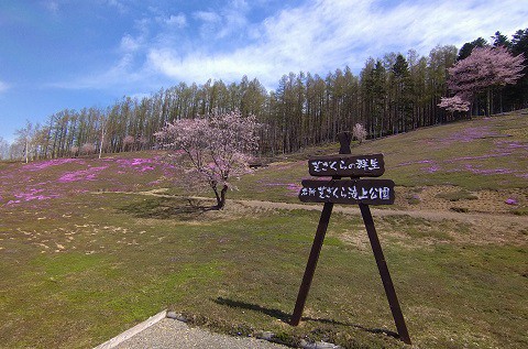 5月7日　滝上町　今日の芝ざくら滝上公園2021・・・1