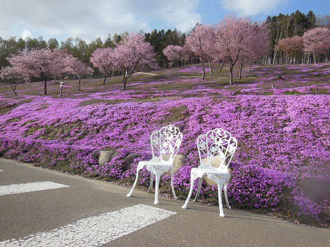 5月8日　滝上町　今日の芝ざくら滝上公園2021・・・2