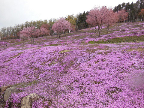 5月10日　滝上町　芝ざくら滝上公園2021・・・3