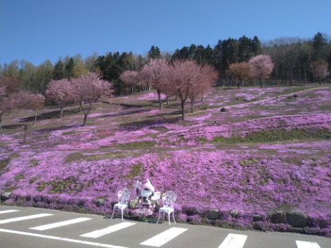 5月12日　今日の芝ざくら滝上公園2021・・・4