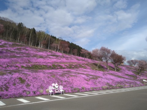 5月13日　滝上町　今日の芝ざくら滝上公園2021・・・5