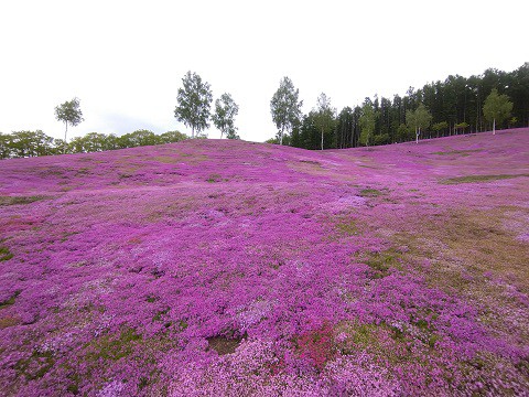 5月29日　滝上町　今日の芝ざくら滝上公園2021・・・16