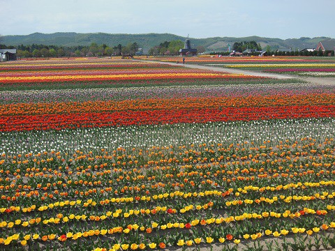 5月12日　湧別町　かみゆうべつチューリップ公園