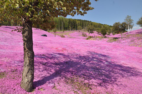 5月18日　滝上町　今日の芝ざくら滝上公園2022・・・6