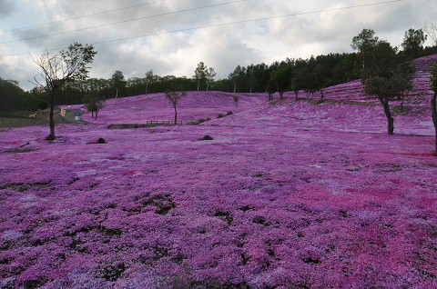 5月20日　滝上町　今日の芝ざくら滝上公園2022・・・7