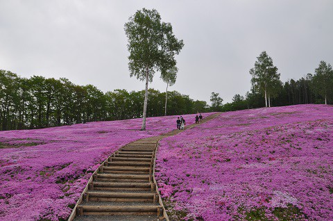 今更ですが・・・5月22日　芝ざくら滝上公園2022・・・9