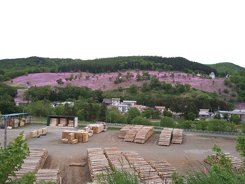 今更ですが・・・5月27日　芝ざくら滝上公園2022　最終回　その後