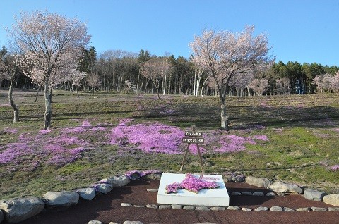 5月1日&2日　滝上町　今日の芝ざくら滝上公園2023・・・1