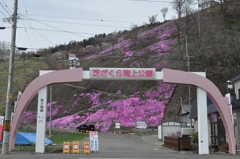 5月4日　今日の芝ざくら滝上公園2023・・・2