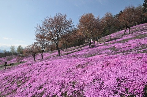 5月7日　今日の芝ざくら滝上公園2023・・・3