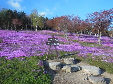 5月10日　今日の芝ざくら滝上公園2023・・・4