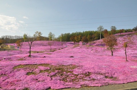 5月14日　滝上町　今日の芝ざくら滝上公園2023・・・6