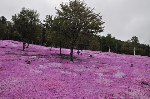 5月21日　滝上町　今日の芝ざくら滝上公園2023・・・8