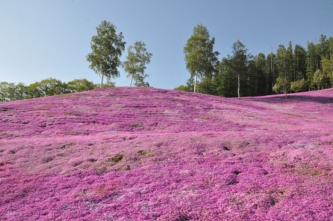 5月25日　滝上町　今日の芝ざくら滝上公園2023・・・9