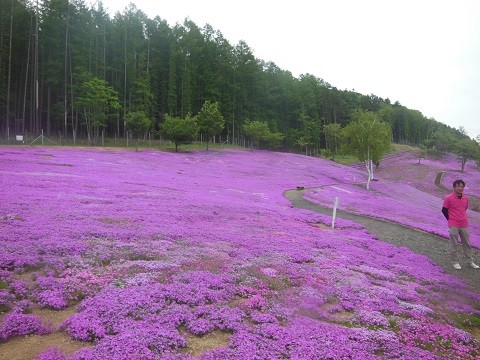 5月28日　滝上町　今日の芝ざくら滝上公園2023・・・10