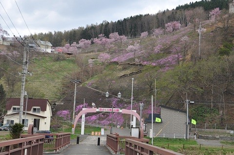 4月28日　滝上町　今年も始まる芝ざくら開花日記・・・1