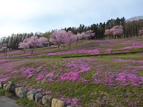 4月29日　滝上町　芝ざくら滝上公園・・・プレオープンしました