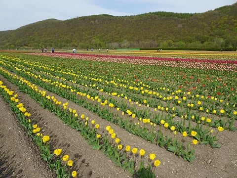 5月5日　湧別町　かみゆうべつチューリップ公園へ行ってきました