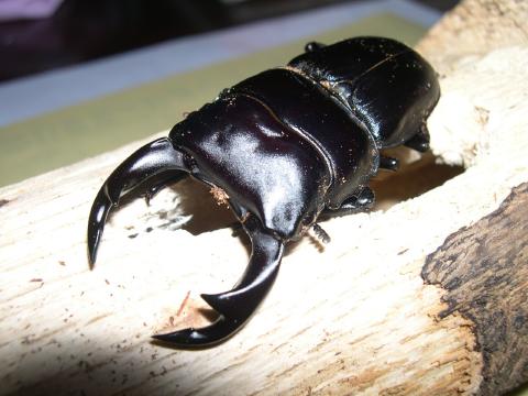 お嫁さん募集