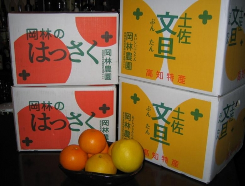 高知県の農園より