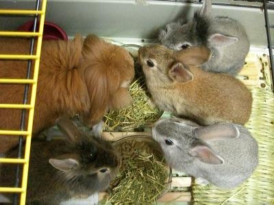 ウサギ家族の昼ごはん