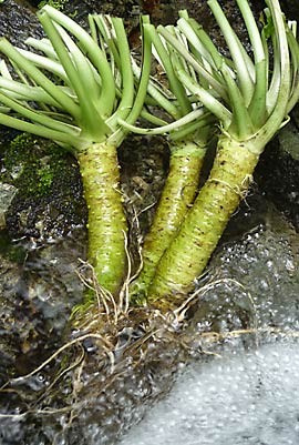 こんな日は 『せいろ系』ですね。