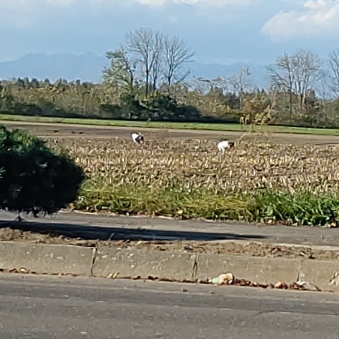 丹頂鶴が飛来しました～♪