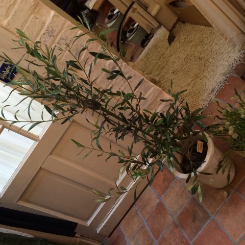 オリーブの木入荷。