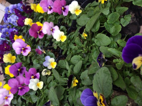 春のお花を仕入れてきました