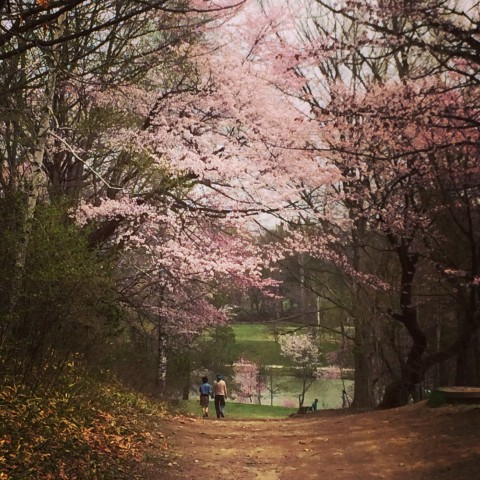 桜の下で。