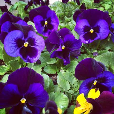 花苗仕入れてきましたよ。