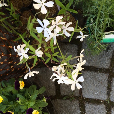 カモミールやフロックス入荷。