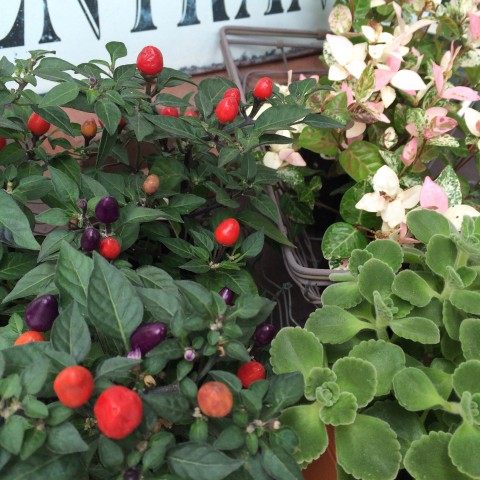 本日は、5時まで。