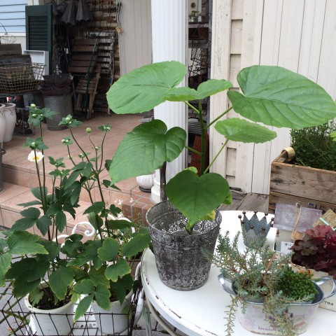 ウンベラータと秋明菊。