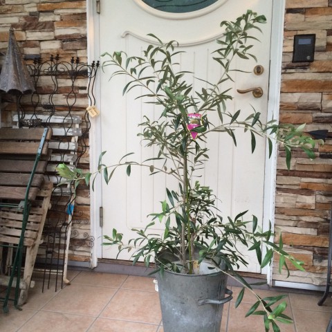 オリーブの木 割引き!