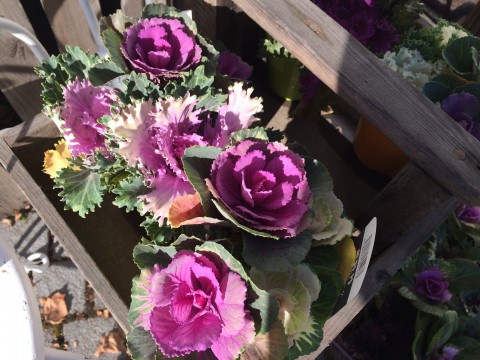 冬の植え込みに、葉牡丹。