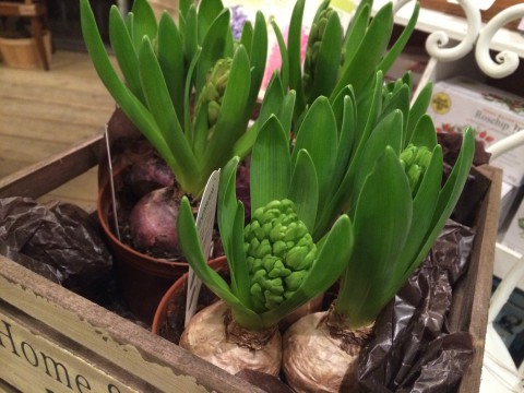 ヒヤシンス入荷!