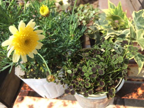 四つ葉のクローバー。