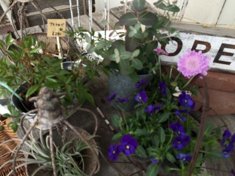 お花もちょこっと仕入れました!