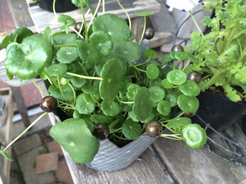 ウォーターマッシュルーム