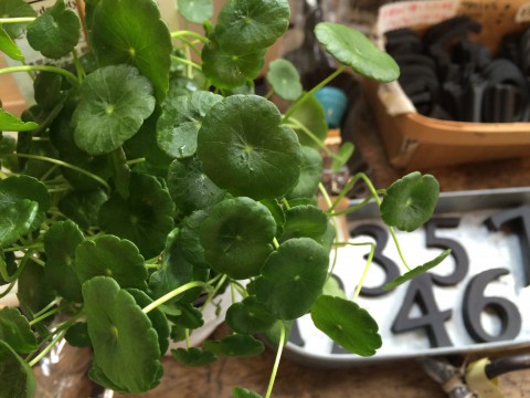 ウオーターマッシュルーム入荷!