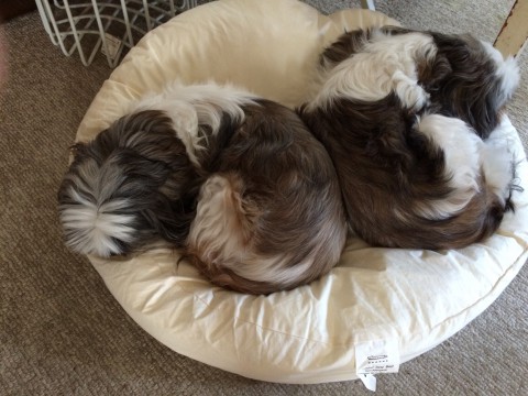 セールあと2日!