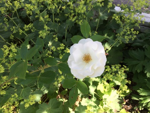 明日からお休みです。