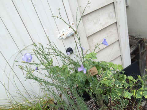 亜麻の花苗。