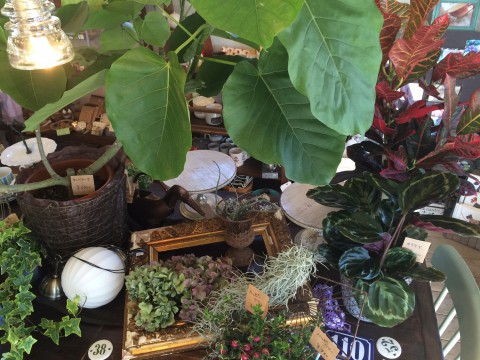 観葉植物いろいろ入荷!