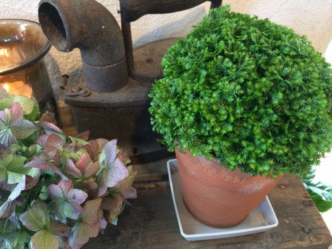 観葉植物仕入れて来ましたよ