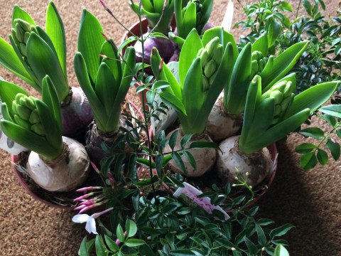 ヒヤシンス再入荷!